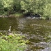 The Heron