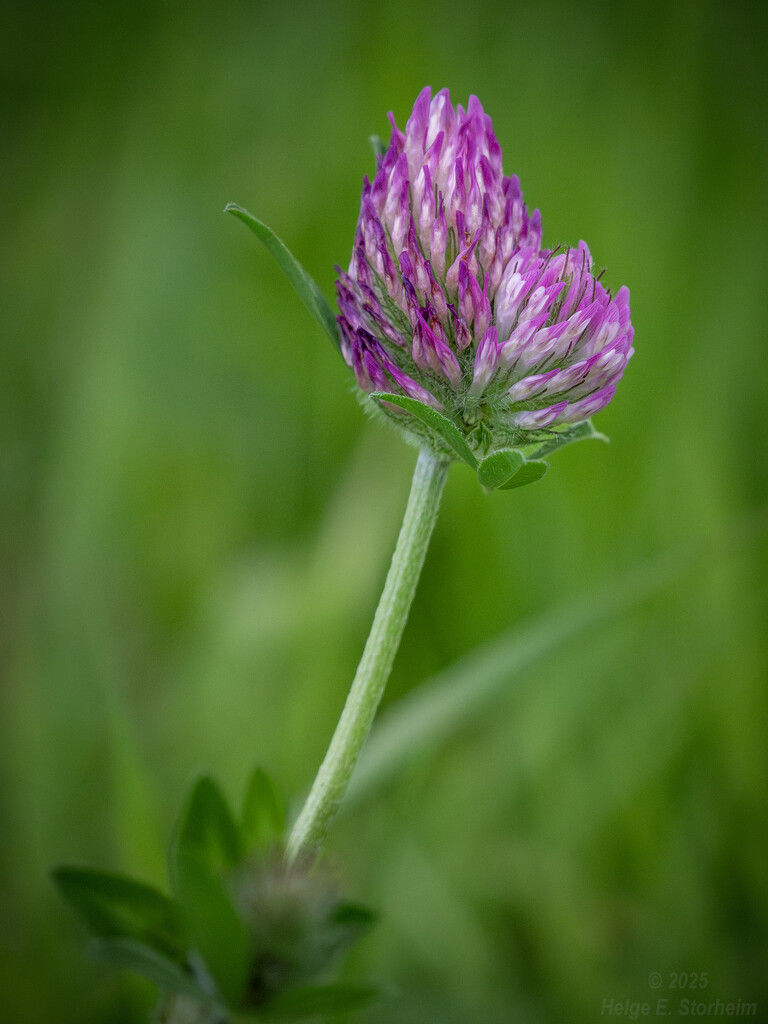 Red clover by helstor365