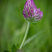 Red clover