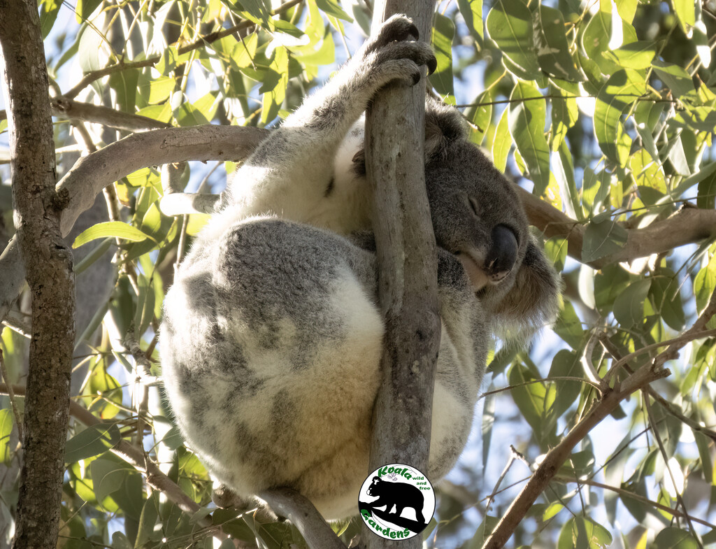 hanging about by koalagardens