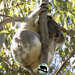 hanging about