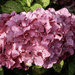 Wet Hydrangea