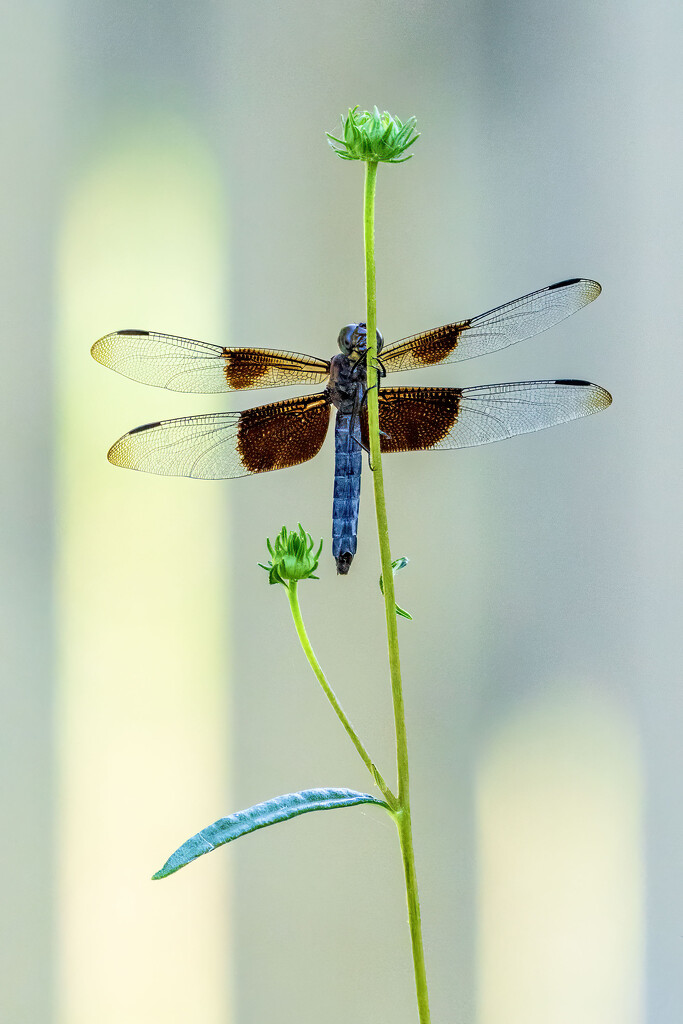 Window Skimmer by kvphoto
