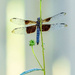 Window Skimmer