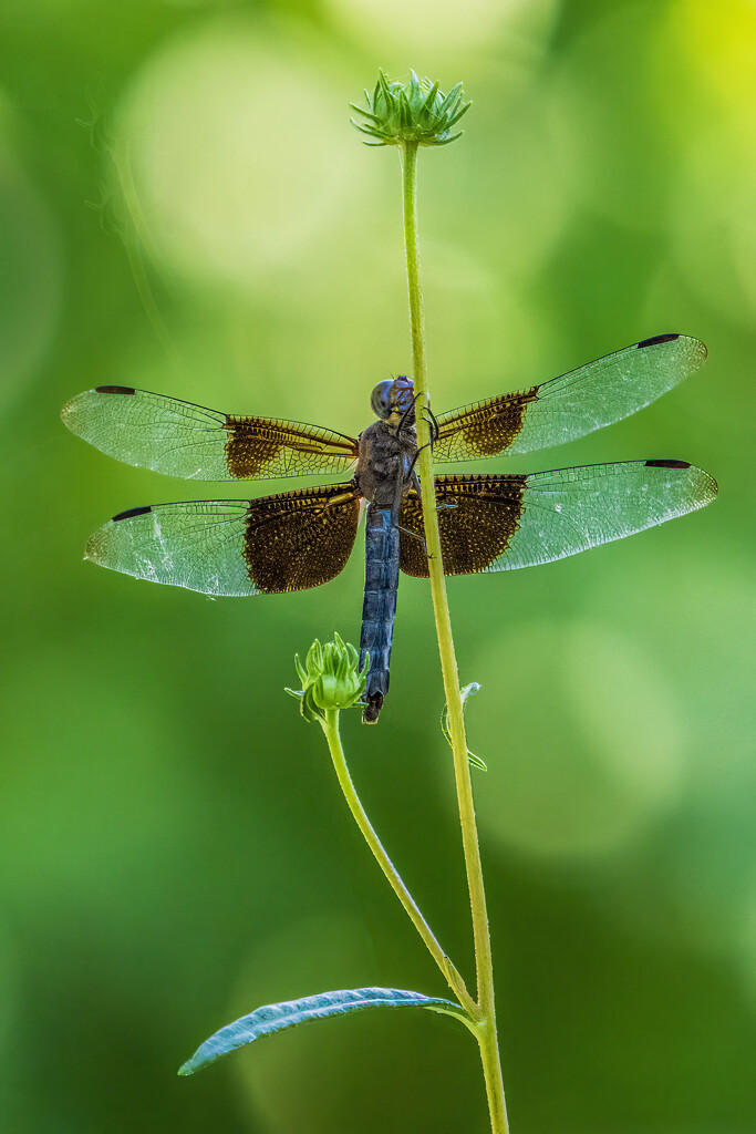 Hanging on Tight by kvphoto