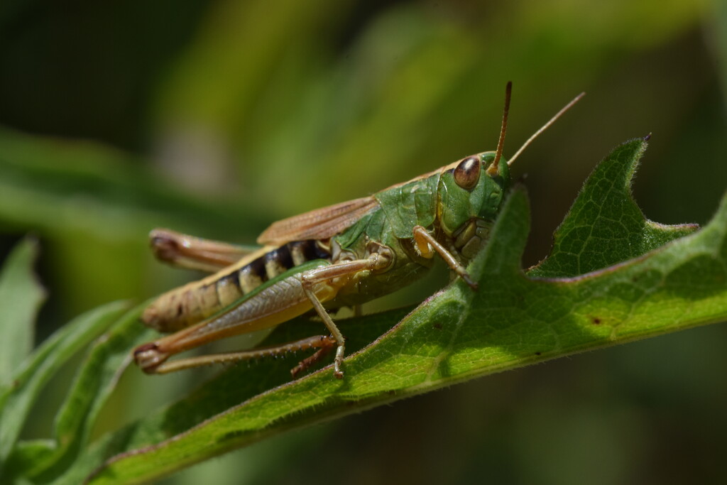 Hopper by dragey74