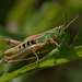 Hopper