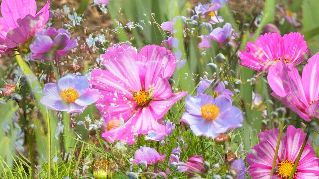 Summer Flowers by carole_sandford