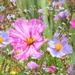 Summer Flowers
