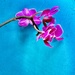 Moth Orchid