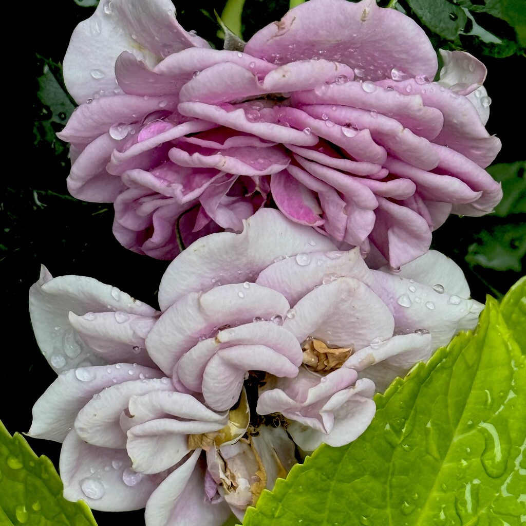 Raindrops on Roses  by rensala