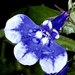 Lobelia