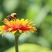 Just a Bee
