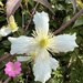 Anemone clematis 