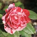 Unusual coloured rose 