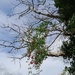 nearly walked into the trailing thorns