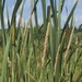 Bullrushes