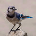 Bluejay in the Bright Sun