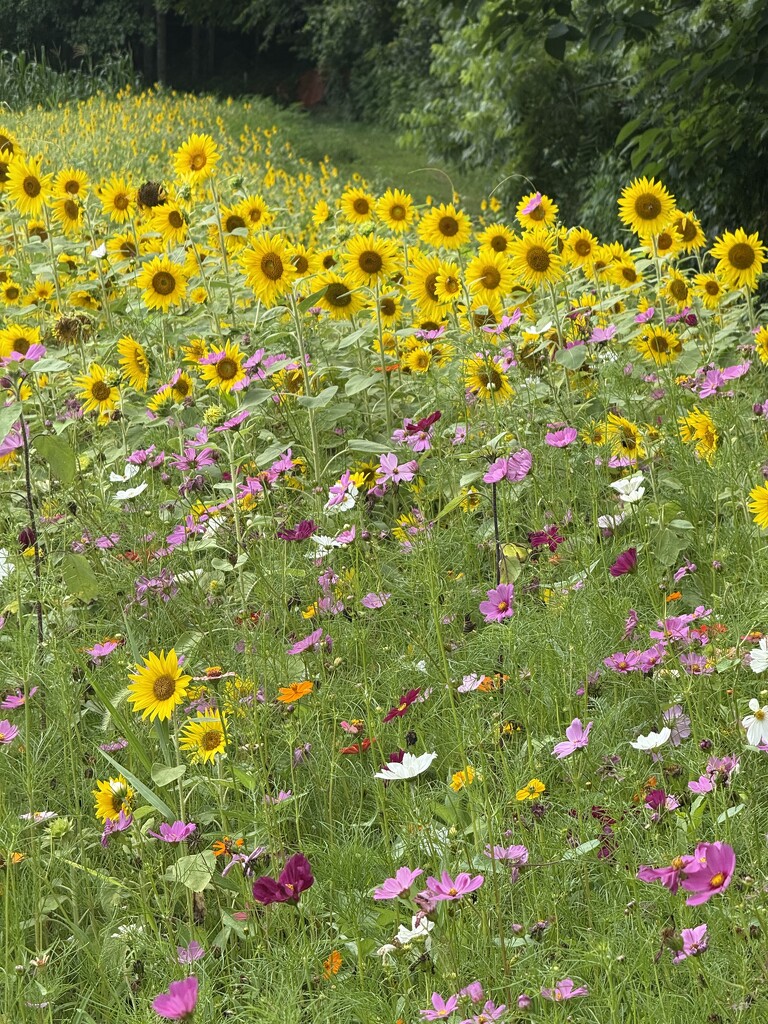 Happy Flowers!  by calm