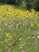 31st Jul 2025 - Happy Flowers! 