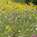 Happy Flowers! 