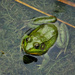 Ribbit
