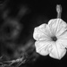 Petunia