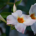 The Mandevilla has a visitor
