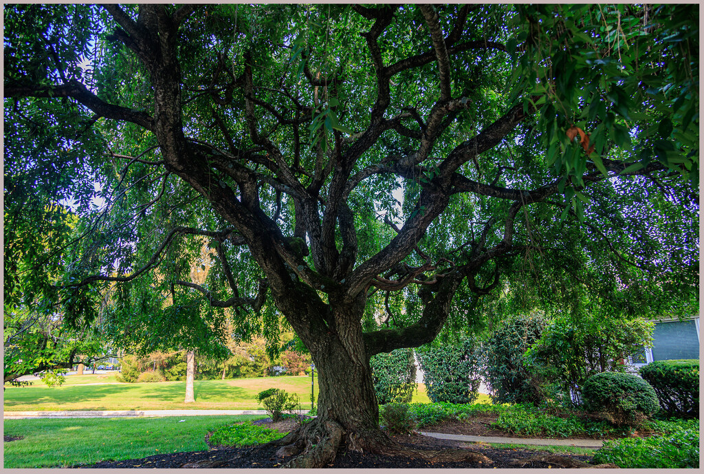Old Tree by hjbenson