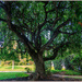 Old Tree