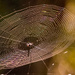 One More Spider Web!