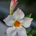 Mandevilla 