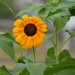 A Standout Sunflower...