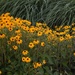 Black-eyed Susans