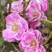 Old garden roses…  by beverley365
