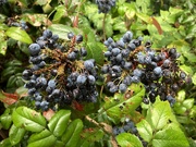 1st Aug 2025 - At Anglesey Abbey, Near  Cambridge, UK