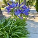Agapanthus
