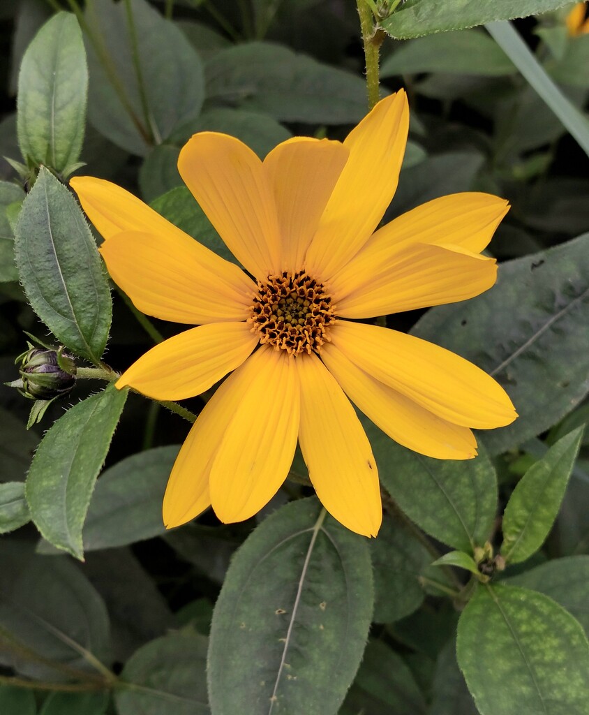 Perennial sunflower  by samcat