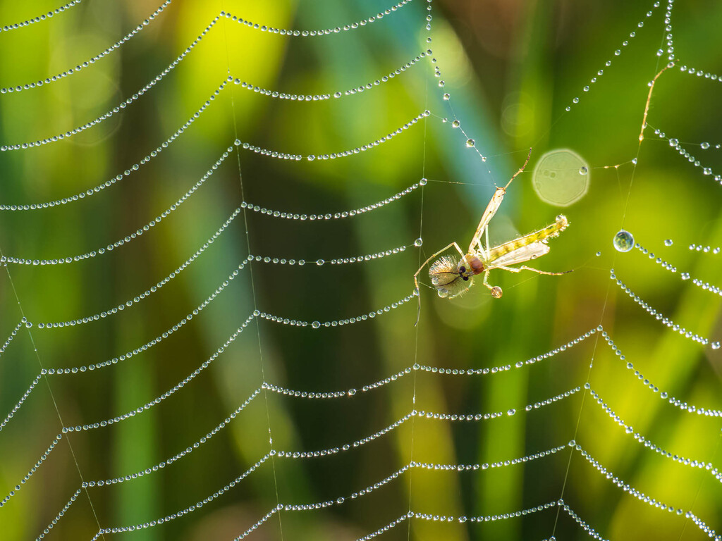 Caught by haskar