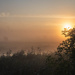 Morning in the swamps