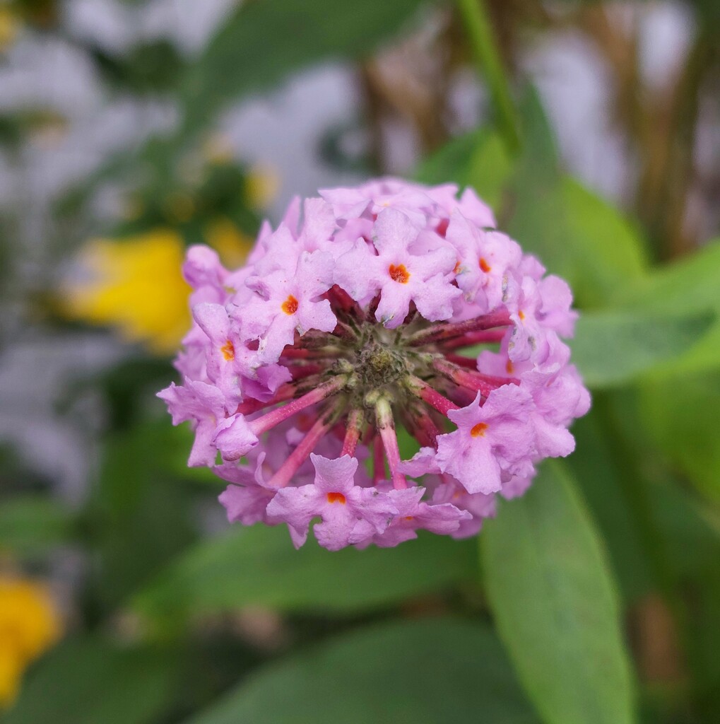 Buddliea by samcat
