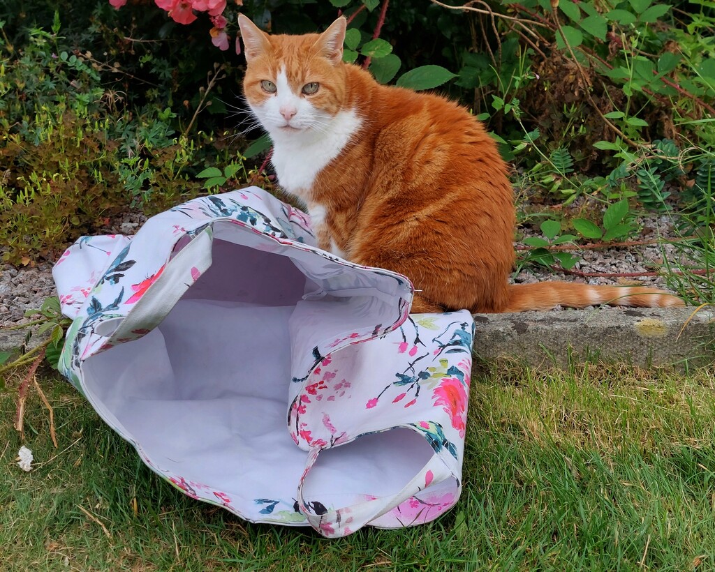 I'll help you put the washing out by samcat