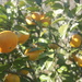 Marmalade time