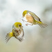 Kung Fu Fighting