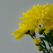 Chrysanthemums