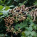 Maturing blackberries