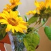 Sunflowers  by rosiekind