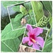 My last hibiscus bloom