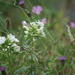 Wildish Flowers