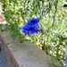Cornflower